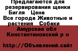 Предлагаются для резервирования щенки Бигля › Цена ­ 40 000 - Все города Животные и растения » Собаки   . Амурская обл.,Константиновский р-н